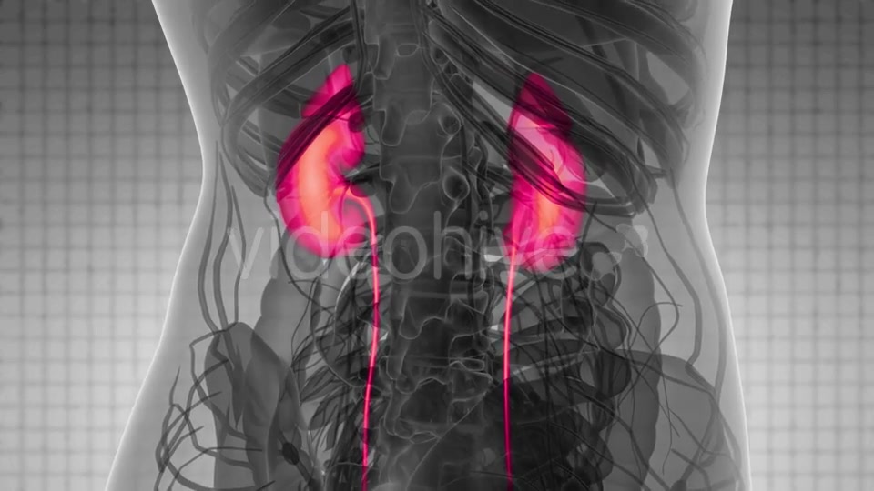 Anatomy Scan of Human Kidneys - Download Videohive 21531489