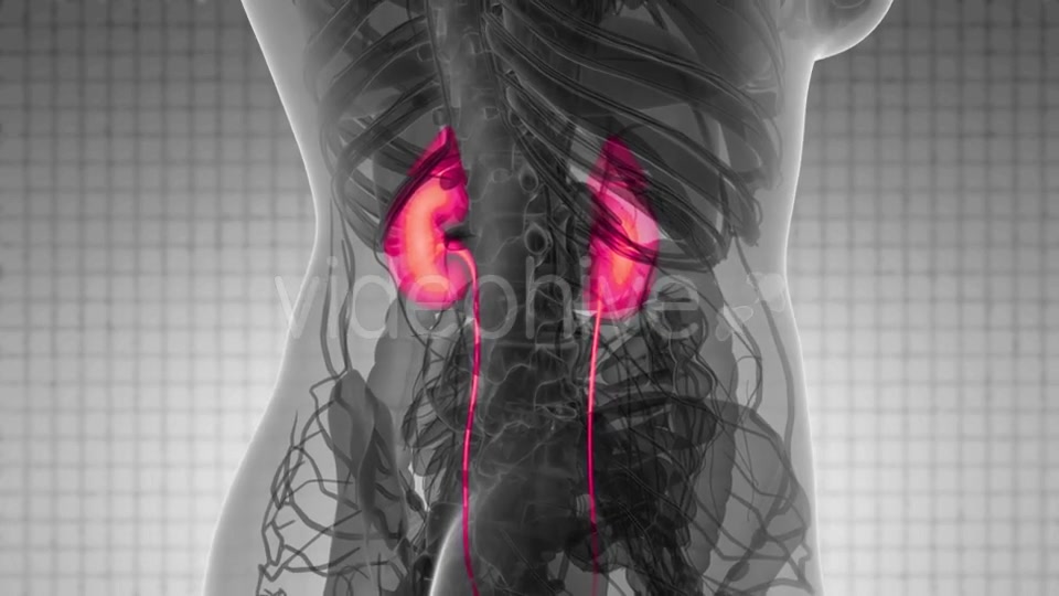 Anatomy Scan of Human Kidneys - Download Videohive 21531489