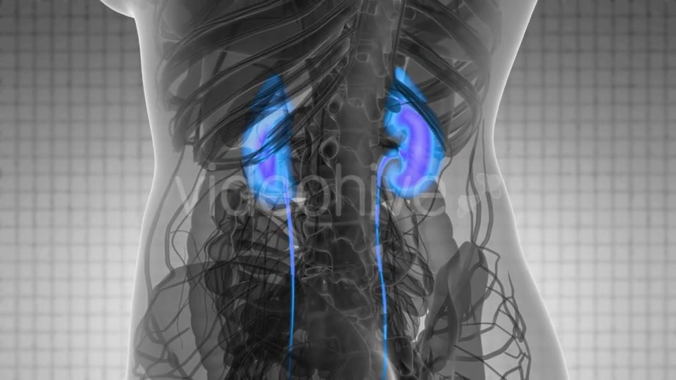Anatomy Scan of Human Kidneys - Download Videohive 21531616