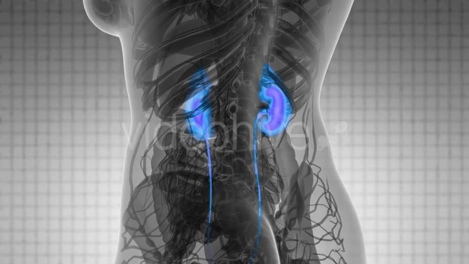 Anatomy Scan of Human Kidneys - Download Videohive 21531616