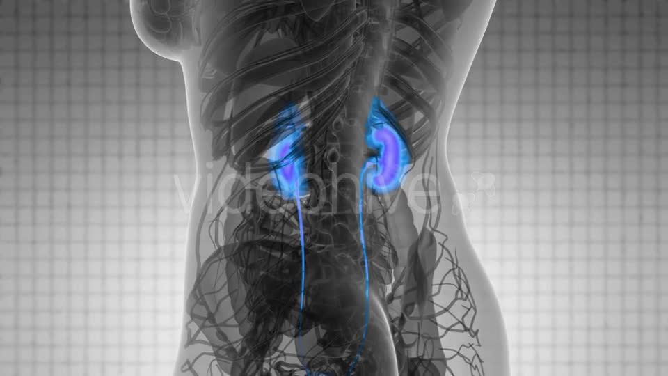 Anatomy Scan of Human Kidneys - Download Videohive 21531616