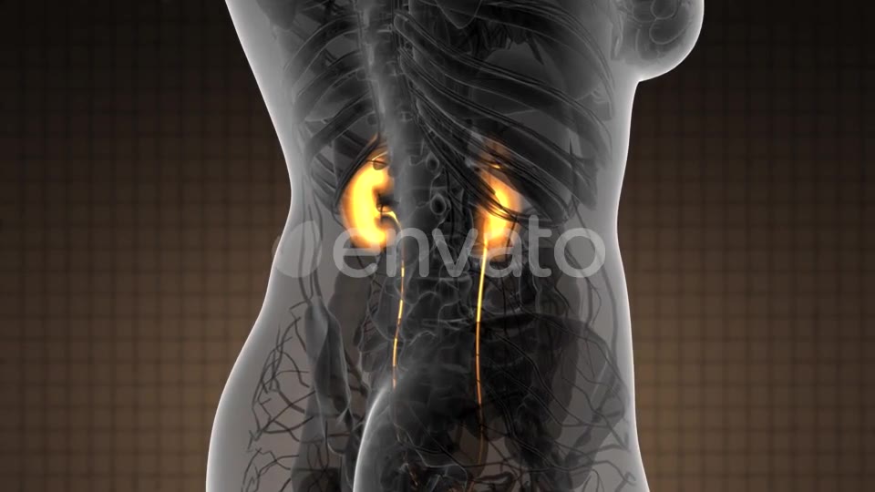 Anatomy Scan of Human Kidneys - Download Videohive 21591569