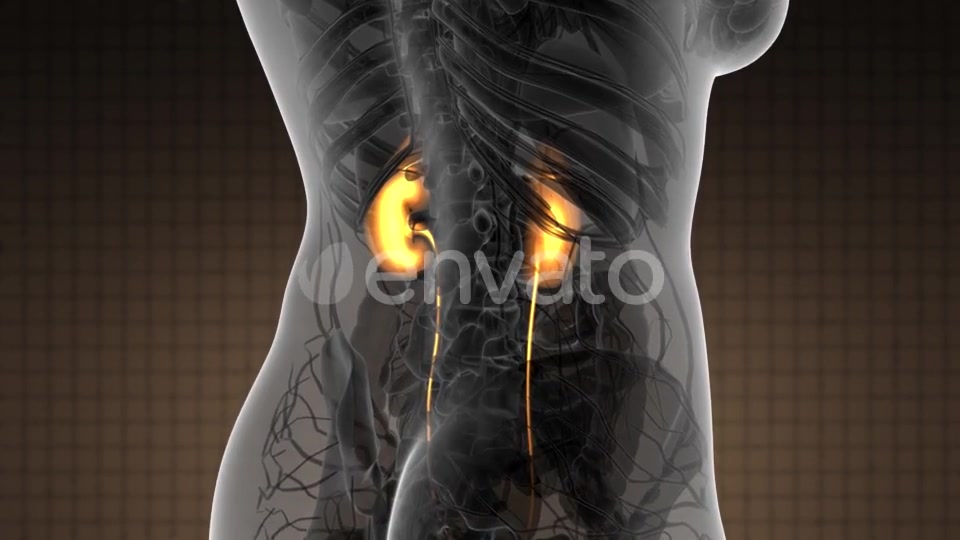 Anatomy Scan of Human Kidneys - Download Videohive 21591569