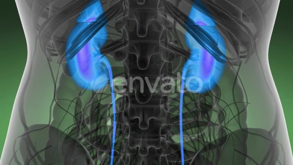 Anatomy Scan of Human Kidneys - Download Videohive 21591710