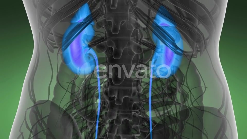 Anatomy Scan of Human Kidneys - Download Videohive 21591710