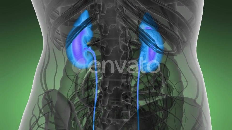 Anatomy Scan of Human Kidneys - Download Videohive 21591710