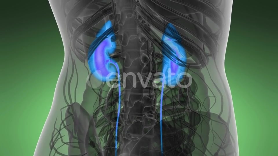 Anatomy Scan of Human Kidneys - Download Videohive 21591710