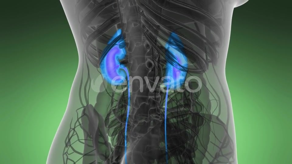 Anatomy Scan of Human Kidneys - Download Videohive 21591710