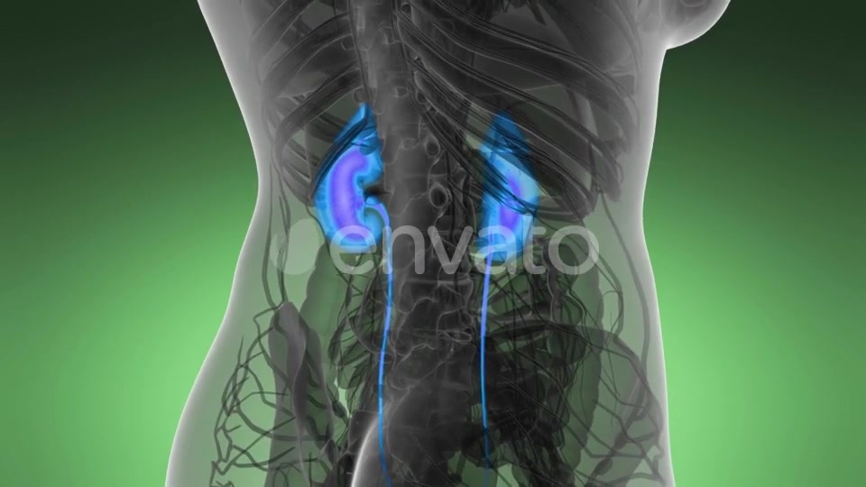 Anatomy Scan of Human Kidneys - Download Videohive 21591710