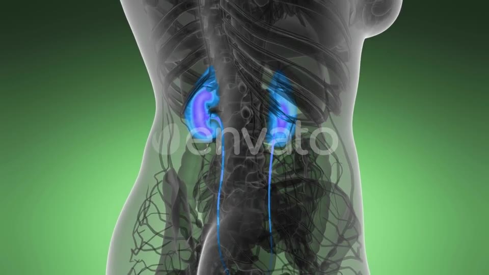 Anatomy Scan of Human Kidneys - Download Videohive 21591710