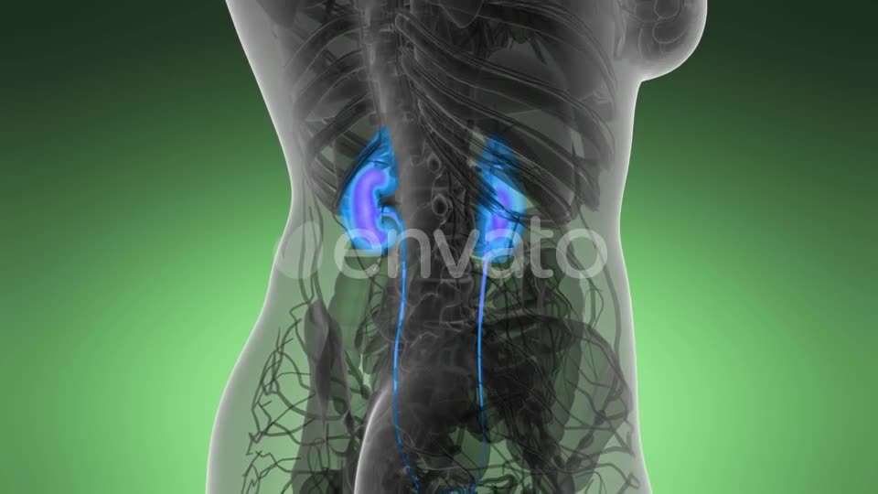 Anatomy Scan of Human Kidneys - Download Videohive 21591710