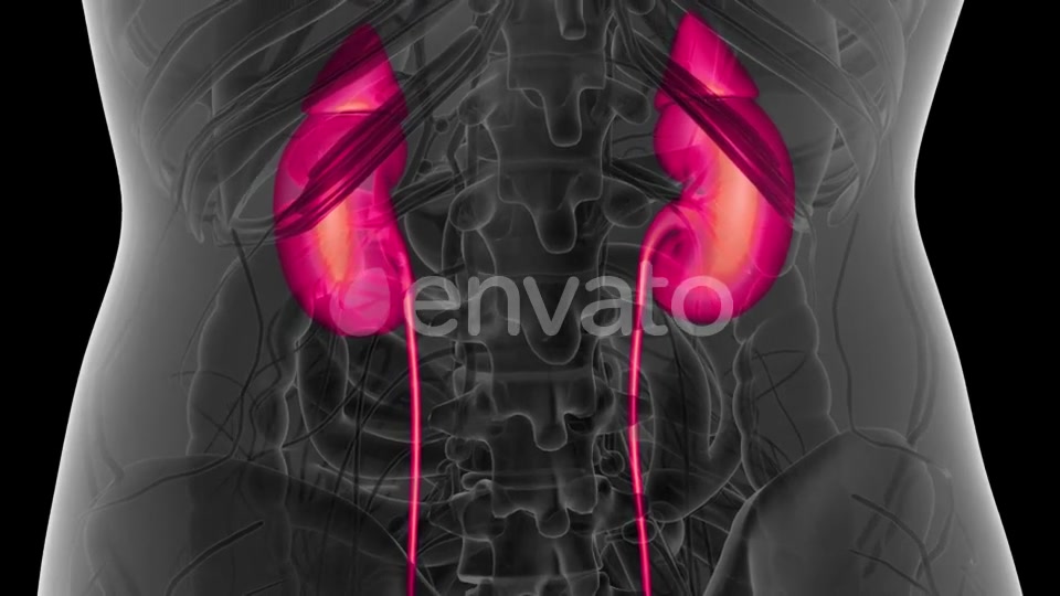 Anatomy Scan of Human Kidneys - Download Videohive 21593458