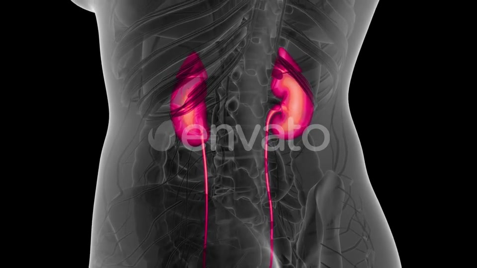 Anatomy Scan of Human Kidneys - Download Videohive 21593458