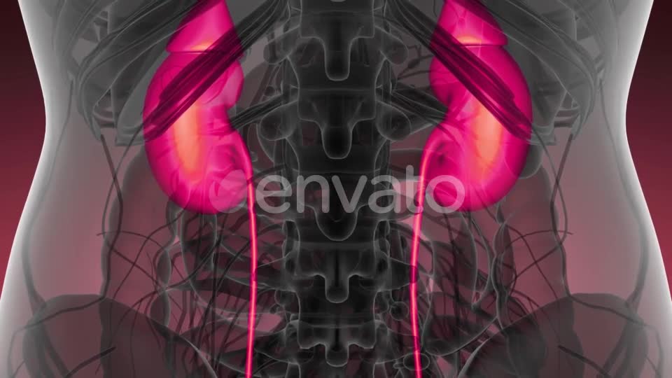 Anatomy Scan of Human Kidneys - Download Videohive 21633888