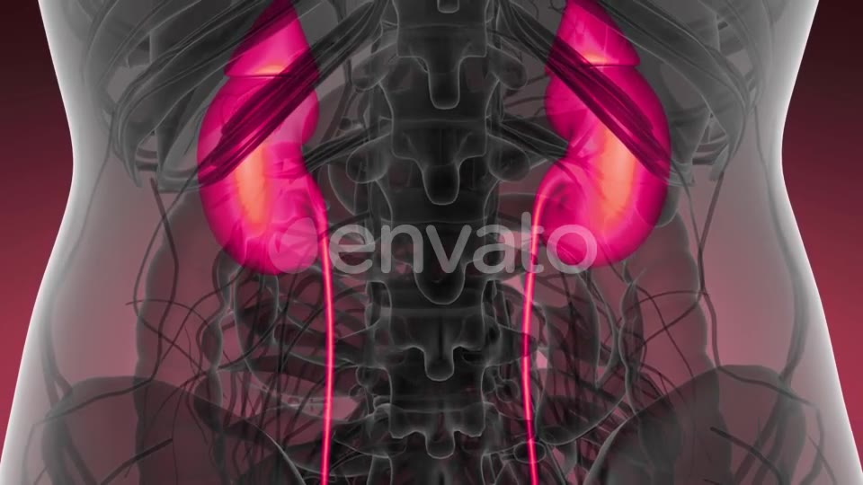 Anatomy Scan of Human Kidneys - Download Videohive 21633888