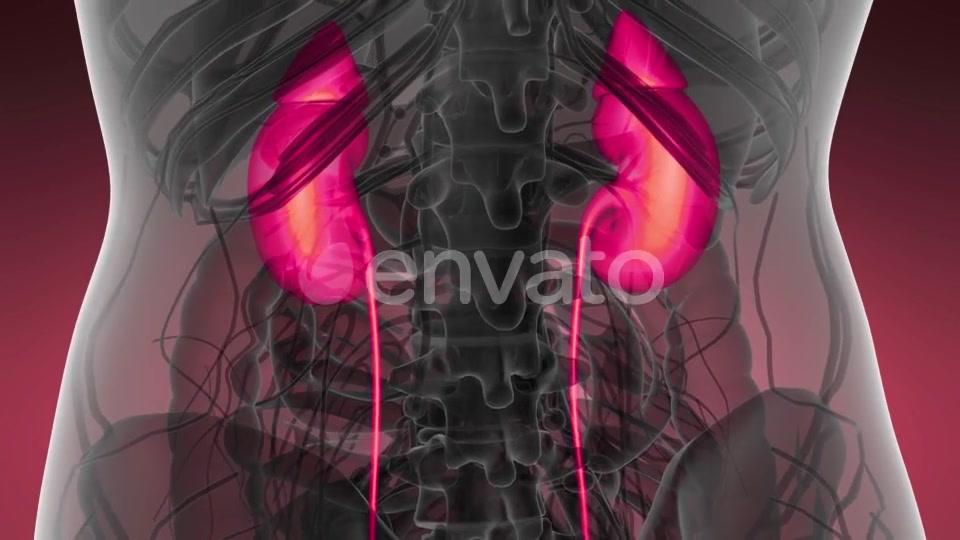 Anatomy Scan of Human Kidneys - Download Videohive 21633888