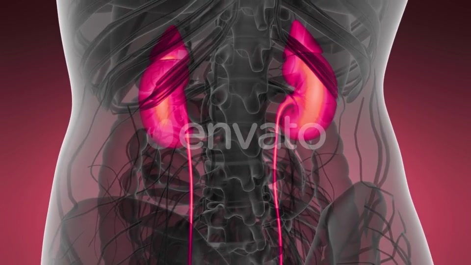 Anatomy Scan of Human Kidneys - Download Videohive 21633888