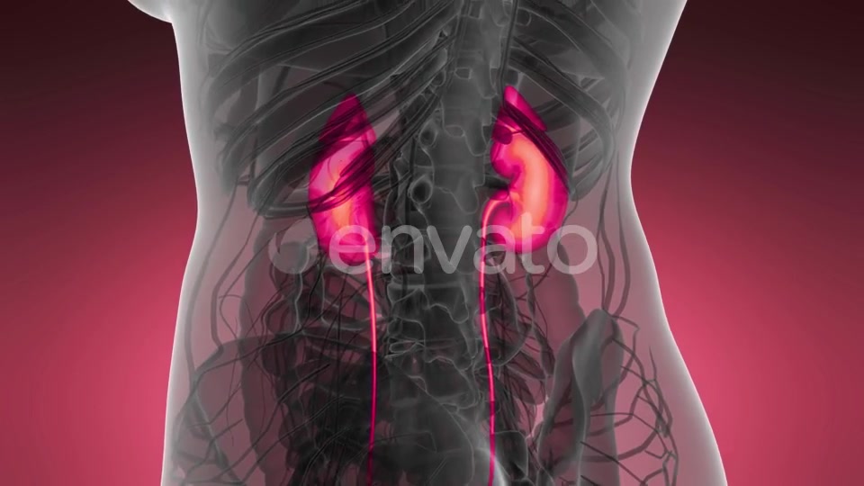 Anatomy Scan of Human Kidneys - Download Videohive 21633888