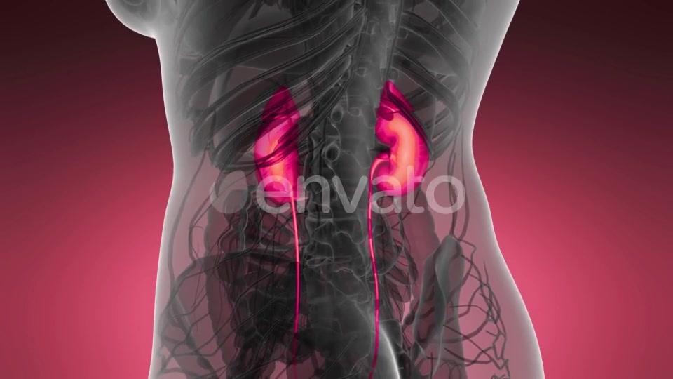 Anatomy Scan of Human Kidneys - Download Videohive 21633888