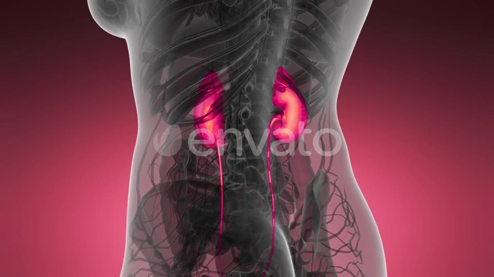 Anatomy Scan of Human Kidneys - Download Videohive 21633888