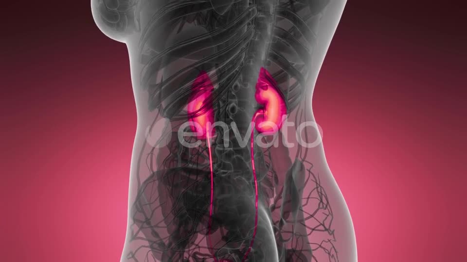 Anatomy Scan of Human Kidneys - Download Videohive 21633888