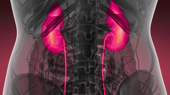 Anatomy Scan of Human Kidneys - Download Videohive 21633888