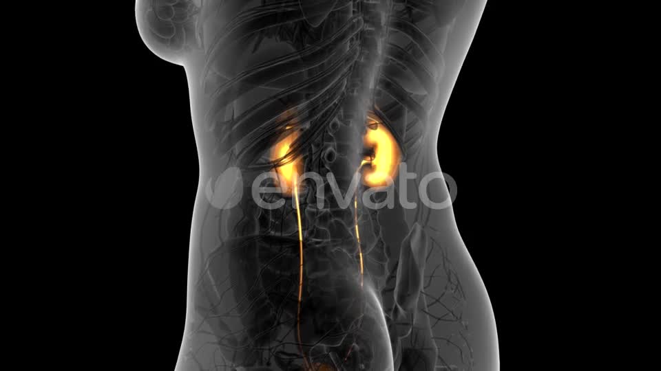 Anatomy Scan of Human Kidneys - Download Videohive 21633967