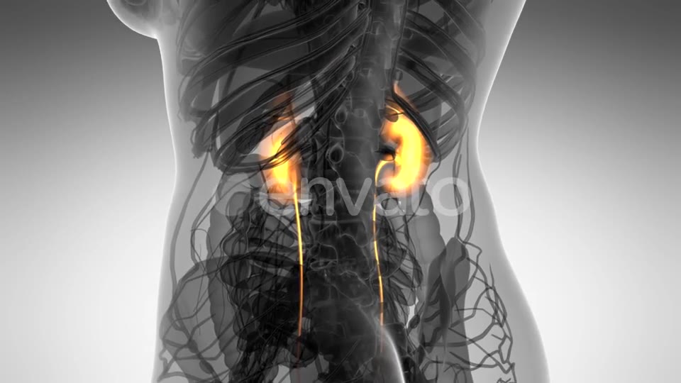 Anatomy Scan of Human Kidneys - Download Videohive 21633967
