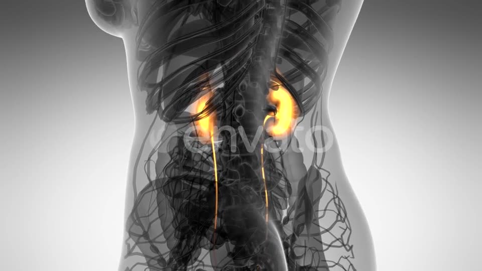 Anatomy Scan of Human Kidneys - Download Videohive 21633967