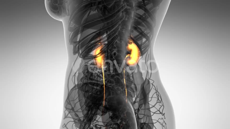 Anatomy Scan of Human Kidneys - Download Videohive 21633967