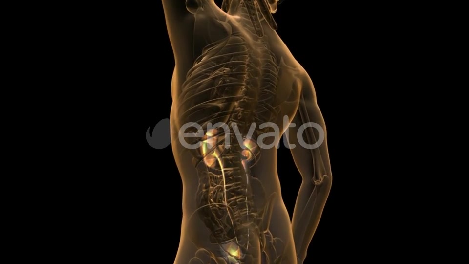 Anatomy Scan of Human Kidneys - Download Videohive 21633970