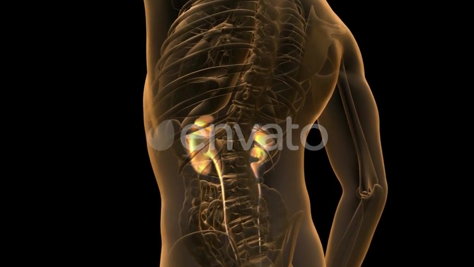 Anatomy Scan of Human Kidneys - Download Videohive 21633970