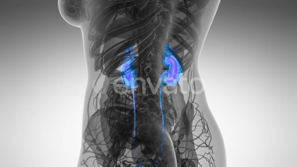 Anatomy Scan of Human Kidneys - Download Videohive 21722214