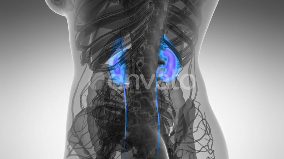 Anatomy Scan of Human Kidneys - Download Videohive 21722214