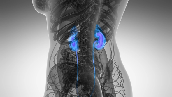 Anatomy Scan of Human Kidneys - Download Videohive 21722214