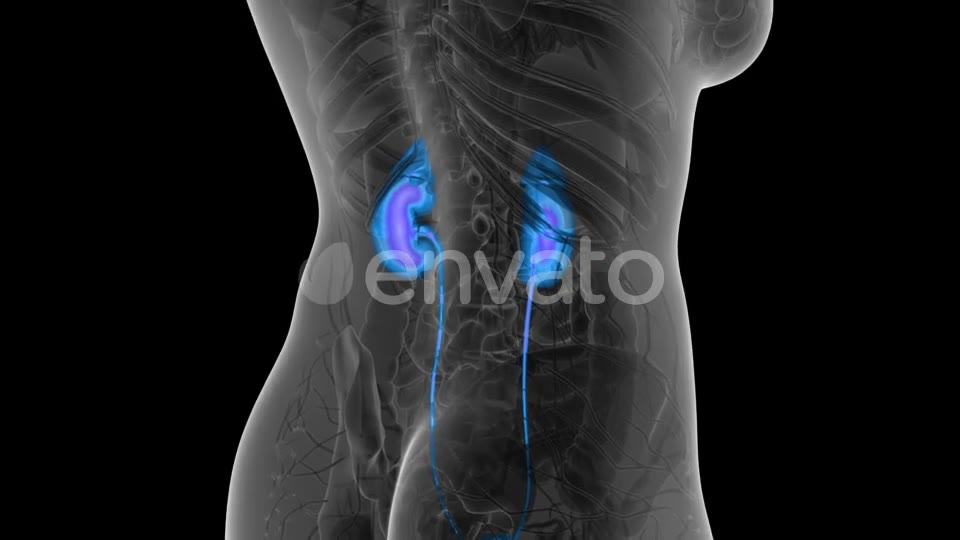 Anatomy Scan of Human Kidneys - Download Videohive 21723200