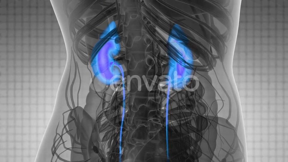 Anatomy Scan of Human Kidneys - Download Videohive 21742950