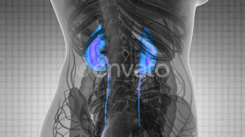 Anatomy Scan of Human Kidneys - Download Videohive 21742950