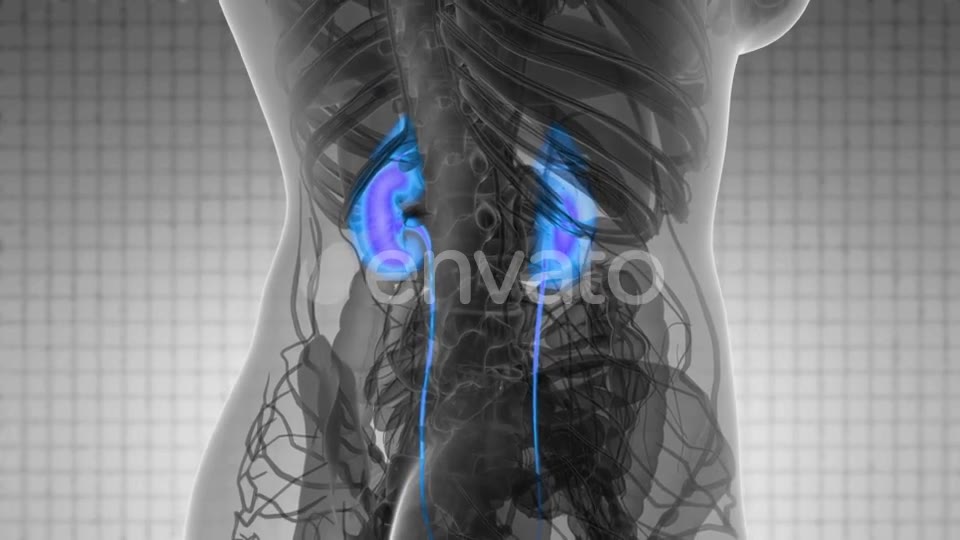 Anatomy Scan of Human Kidneys - Download Videohive 21742950
