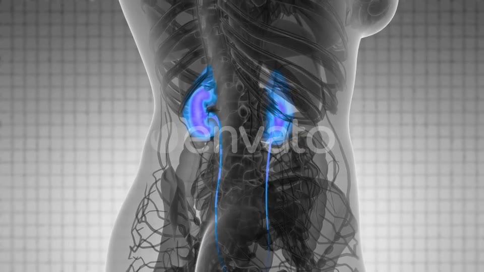 Anatomy Scan of Human Kidneys - Download Videohive 21742950