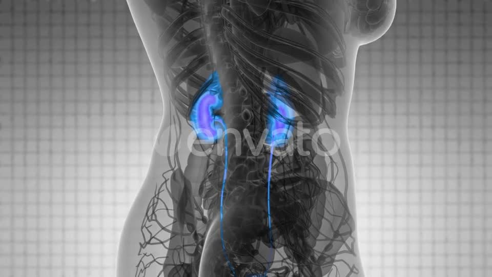 Anatomy Scan of Human Kidneys - Download Videohive 21742950