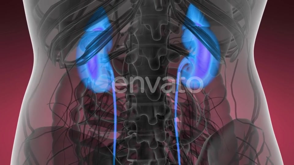 Anatomy Scan of Human Kidneys - Download Videohive 21843348