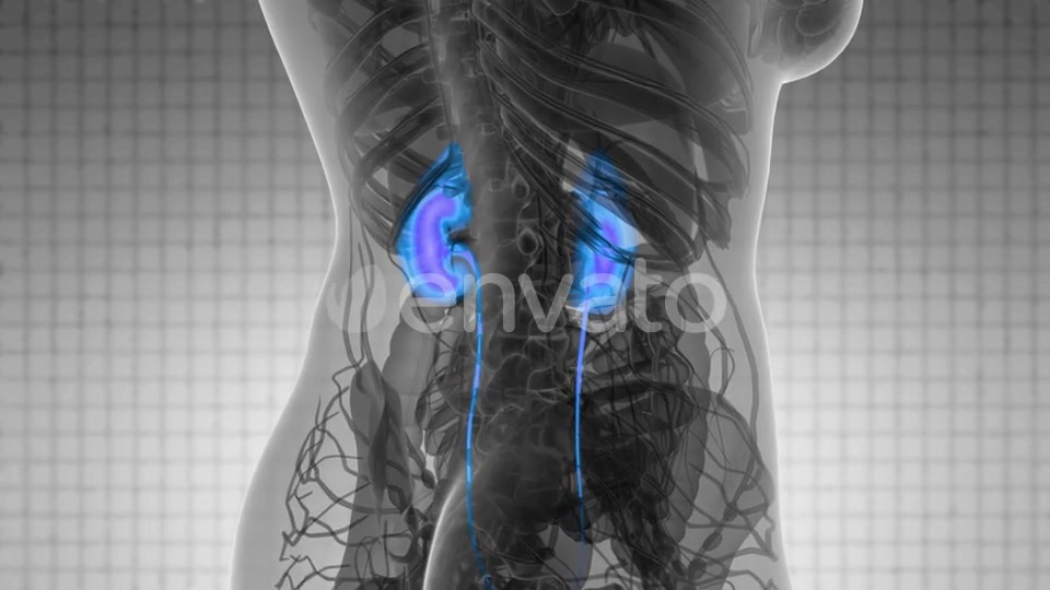 Anatomy Scan of Human Kidneys - Download Videohive 21915445