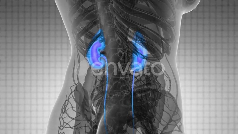 Anatomy Scan of Human Kidneys - Download Videohive 21915445