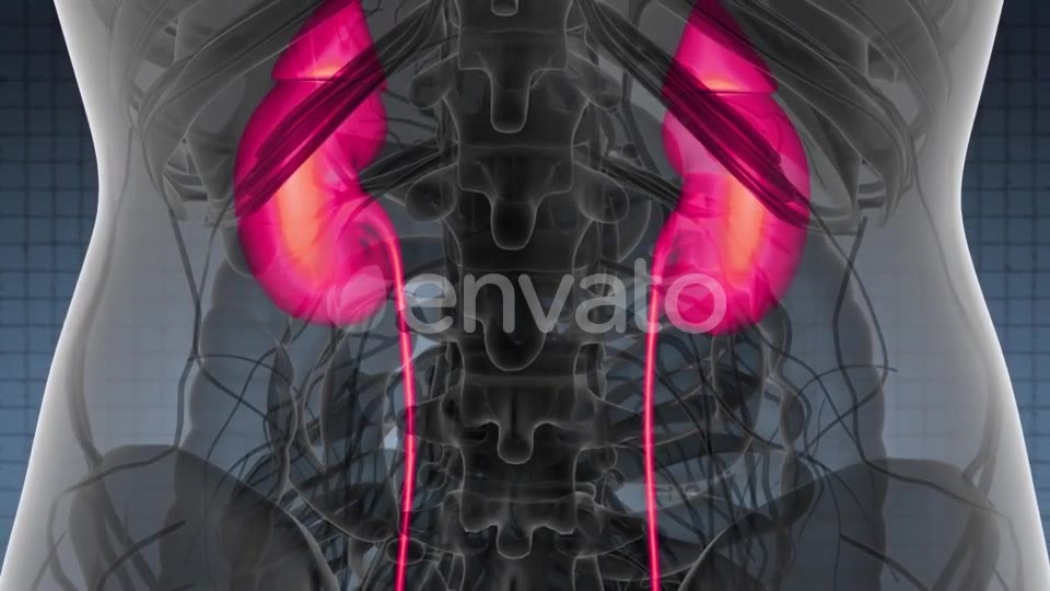 Anatomy Scan of Human Kidneys - Download Videohive 21978518