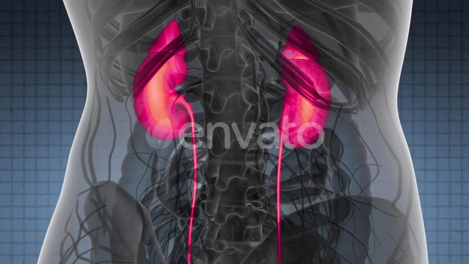 Anatomy Scan of Human Kidneys - Download Videohive 21978518