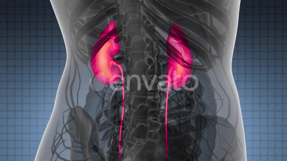 Anatomy Scan of Human Kidneys - Download Videohive 21978518