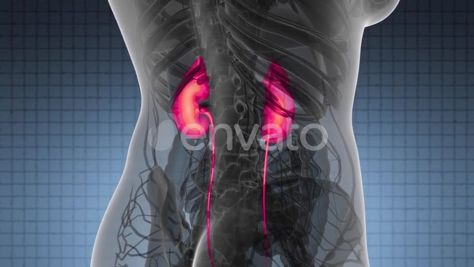 Anatomy Scan of Human Kidneys - Download Videohive 21978518