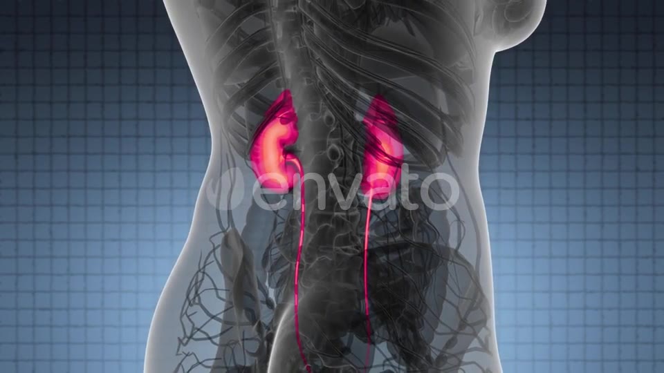 Anatomy Scan of Human Kidneys - Download Videohive 21978518