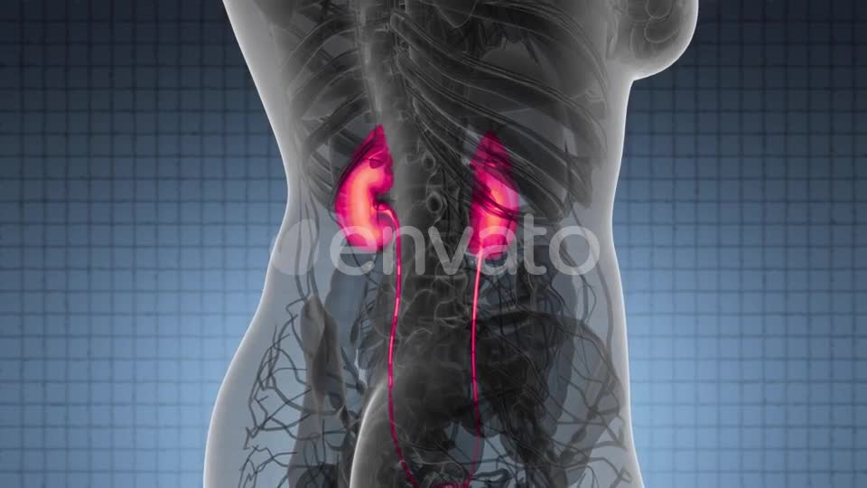 Anatomy Scan of Human Kidneys - Download Videohive 21978518